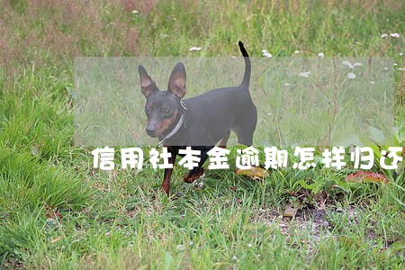 信用社本金逾期怎样归还