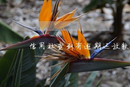 信用社查到有逾期还放款吗 信用社查到有逾期还放款吗