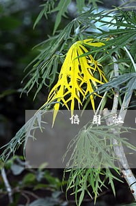 信用社的征信上可以看逾期么 信用社的征信上可以看逾期么