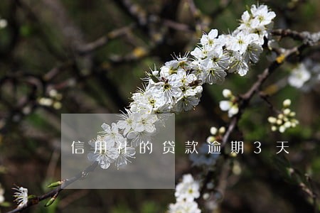 信用社的贷款逾期3天 信用社的贷款逾期3天