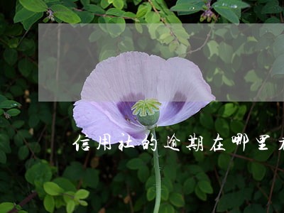 信用社的逾期在哪里看 信用社的逾期在哪里看