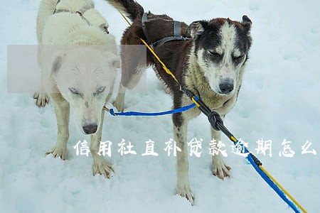 信用社直补贷款逾期怎么办 信用社直补贷款逾期怎么办
