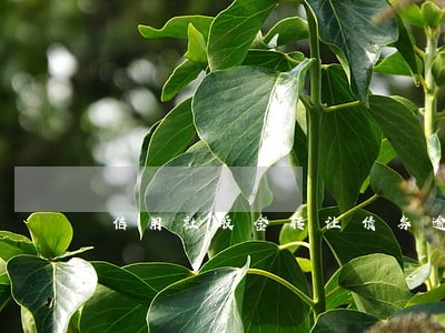 信用社股金转让债务逾期 信用社股金转让债务逾期