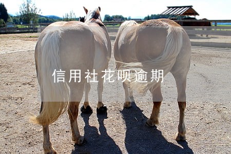 信用社花呗逾期 信用社花呗逾期