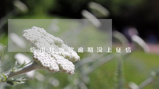信用社货款逾期没上征信 信用社货款逾期没上征信