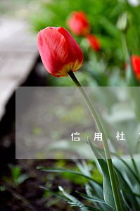 信用社贷款5万逾期 信用社贷款5万逾期