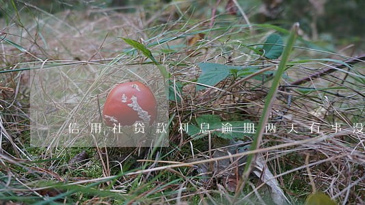 信用社贷款利息逾期两天有事没