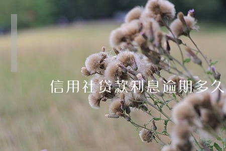 信用社贷款利息逾期多久上征信 信用社贷款利息逾期多久上征信
