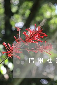 信用社贷款征信逾期