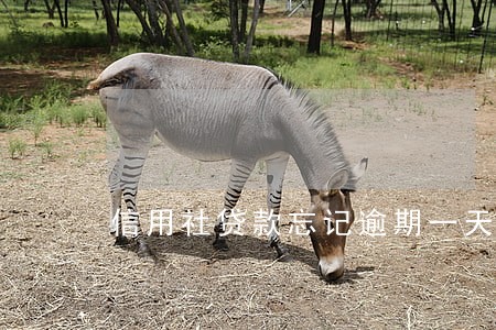 信用社贷款忘记逾期一天 信用社贷款忘记逾期一天