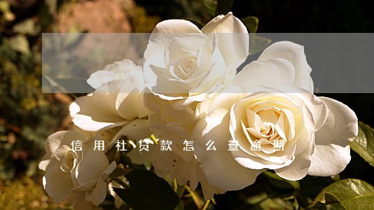 信用社贷款怎么查逾期 信用社贷款怎么查逾期
