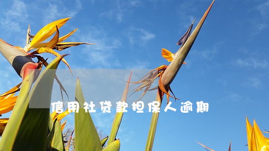 信用社贷款担保人逾期 信用社贷款担保人逾期