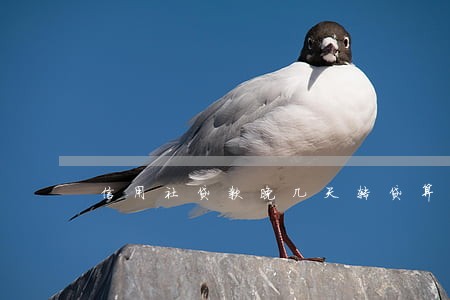 信用社贷款晚几天转贷算逾期吗