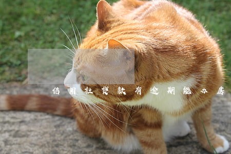 信用社贷款有逾期能办房贷么