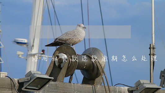 信用社贷款还款逾期怎么处理 信用社贷款还款逾期怎么处理