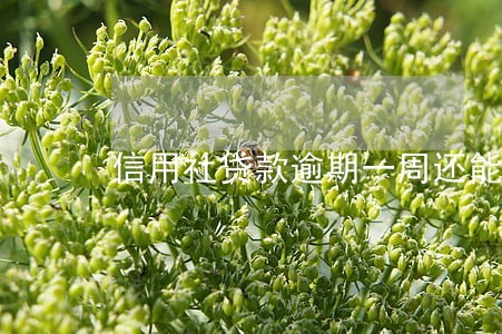 信用社贷款逾期一周还能贷款吗 信用社贷款逾期一周还能贷款吗