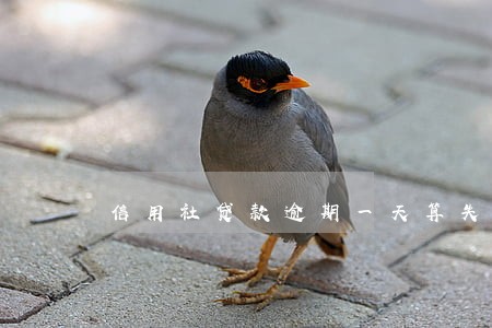信用社贷款逾期一天算失信么 信用社贷款逾期一天算失信么