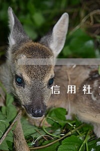 信用社贷款逾期三个月上征信 信用社贷款逾期三个月上征信