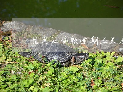信用社贷款逾期五天会上征信吗 信用社贷款逾期五天会上征信吗