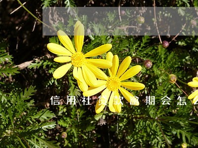 信用社贷款逾期会怎么办呢 信用社贷款逾期会怎么办呢