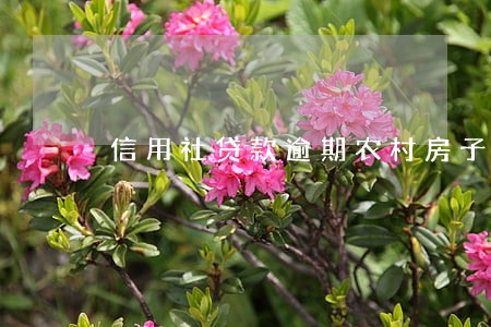 信用社贷款逾期农村房子 信用社贷款逾期农村房子