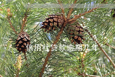 信用社贷款逾期几年
