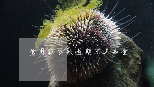 信用社贷款逾期只还本金 信用社贷款逾期只还本金