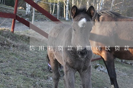 信用社贷款逾期可以贷款 信用社贷款逾期可以贷款