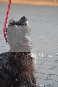 信用社贷款逾期多久会上征信 信用社贷款逾期多久会上征信