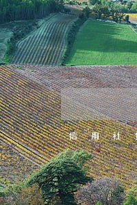信用社贷款逾期对子女会贷款