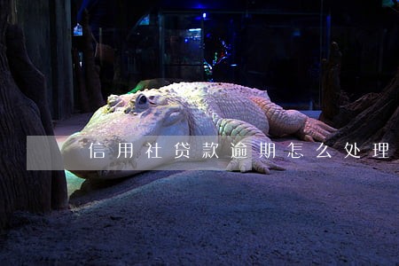 信用社贷款逾期怎么处理 信用社贷款逾期怎么处理