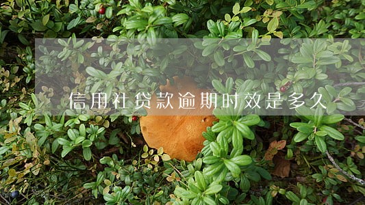 信用社贷款逾期时效是多久 信用社贷款逾期时效是多久