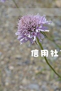 信用社贷款逾期有什么危害 信用社贷款逾期有什么危害