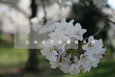 信用社贷款逾期案例 信用社贷款逾期案例