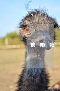 信用社贷款逾期短信是怎么发的 信用社贷款逾期短信是怎么发的