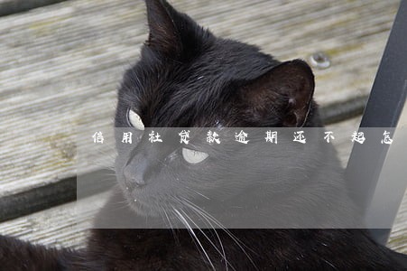 信用社贷款逾期还不起怎么办 信用社贷款逾期还不起怎么办