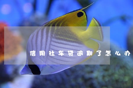 信用社车贷逾期了怎么办 信用社车贷逾期了怎么办