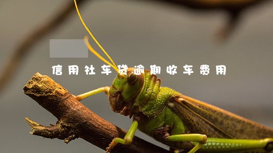 信用社车贷逾期收车费用 信用社车贷逾期收车费用