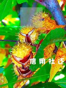 信用社还款只还本金 信用社还款只还本金