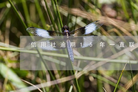 信用社逾期15年一直联系不上我 信用社逾期15年一直联系不上我