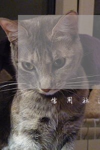 信用社逾期26个月什么后果