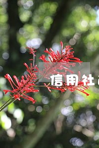 信用社逾期8天上征信吗 信用社逾期8天上征信吗