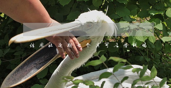 信用社逾期七个月可以借钱吗 信用社逾期七个月可以借钱吗