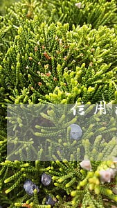 信用社逾期会被解除吗 信用社逾期会被解除吗