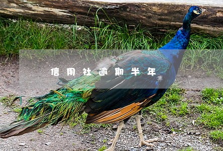 信用社逾期半年