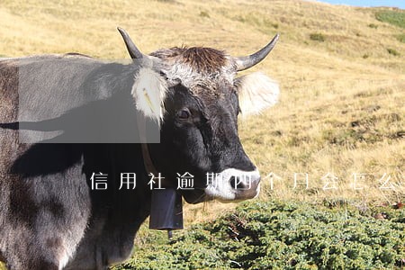 信用社逾期四个月会怎么样 信用社逾期四个月会怎么样
