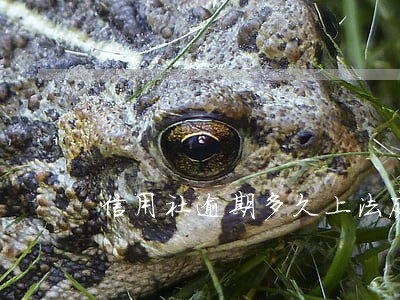 信用社逾期多久上法庭 信用社逾期多久上法庭