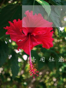 信用社逾期多久算黑户