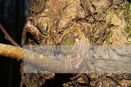 信用社逾期多久能借款 信用社逾期多久能借款