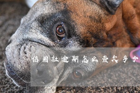 信用社逾期怎么查欠多少 信用社逾期怎么查欠多少